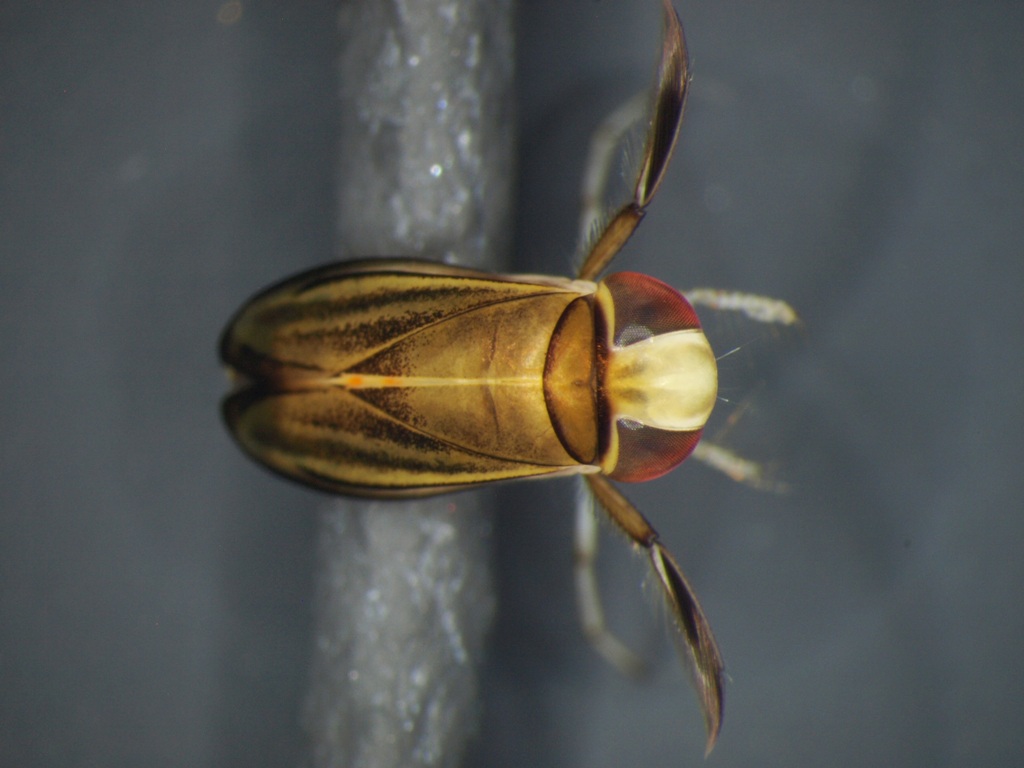 Cymatia coleoptrata